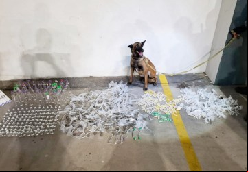 Patrulha com cães do BAC encontra sacolas recheadas de drogas em imóvel abandonado usado por traficantes